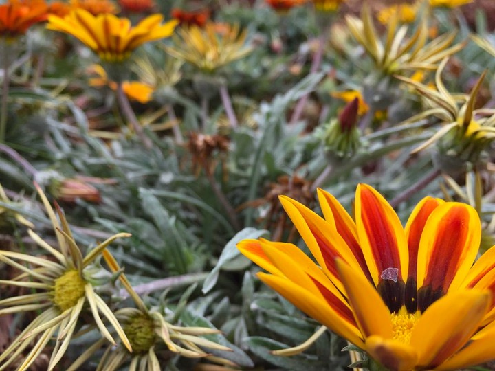 flowers