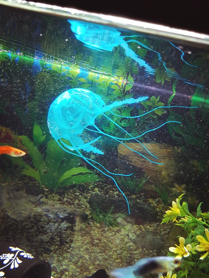 meduzza