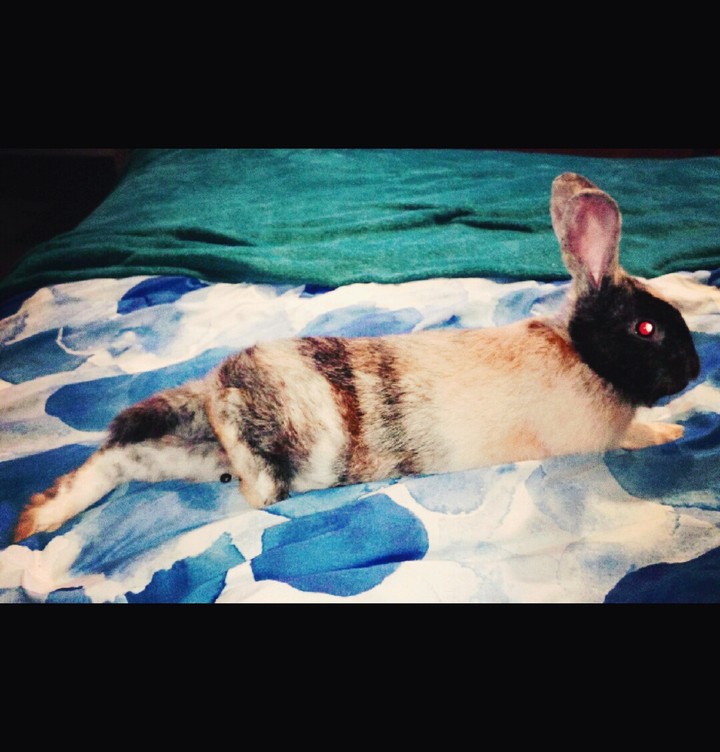 Harleybunbun