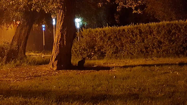 tree