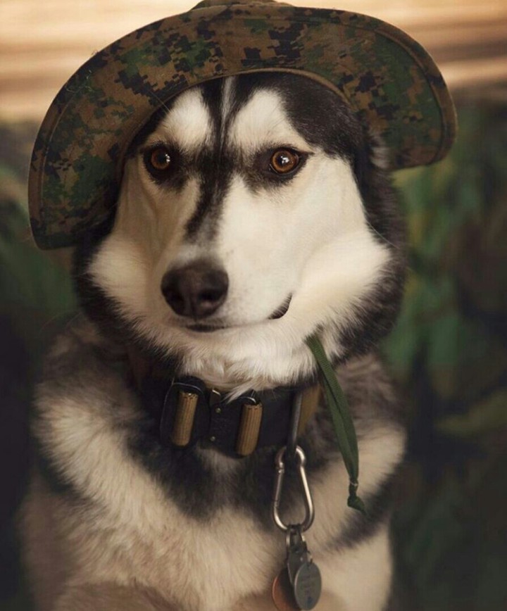 Хаски