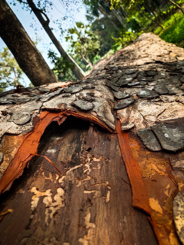 wood