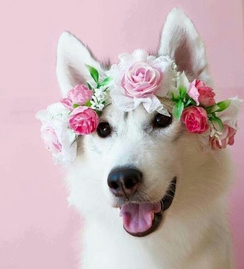 snout, dog वॉलपेपर