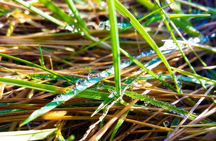 Drops