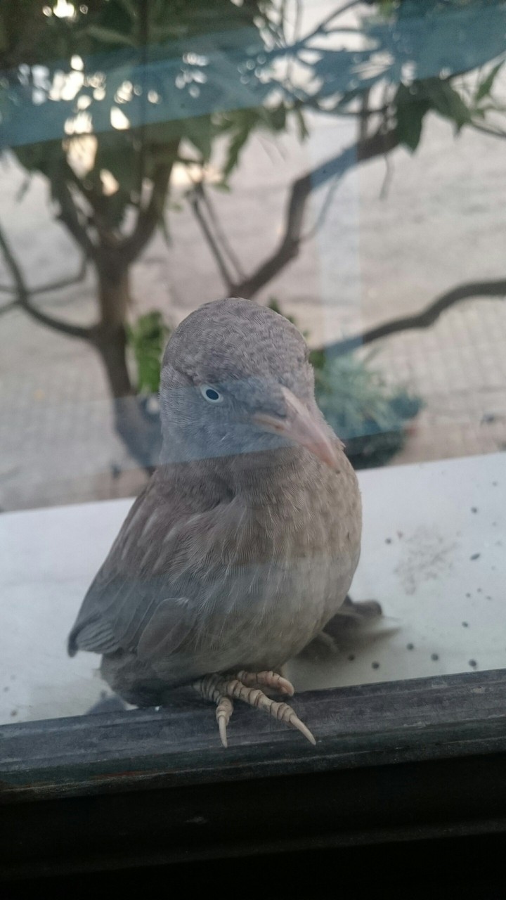 bird