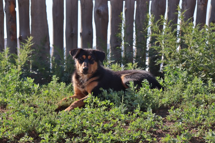 Dog of Mongolia 몽골의 개