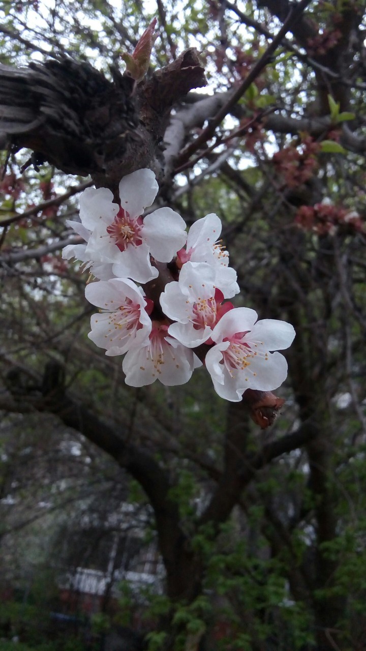 White blossom