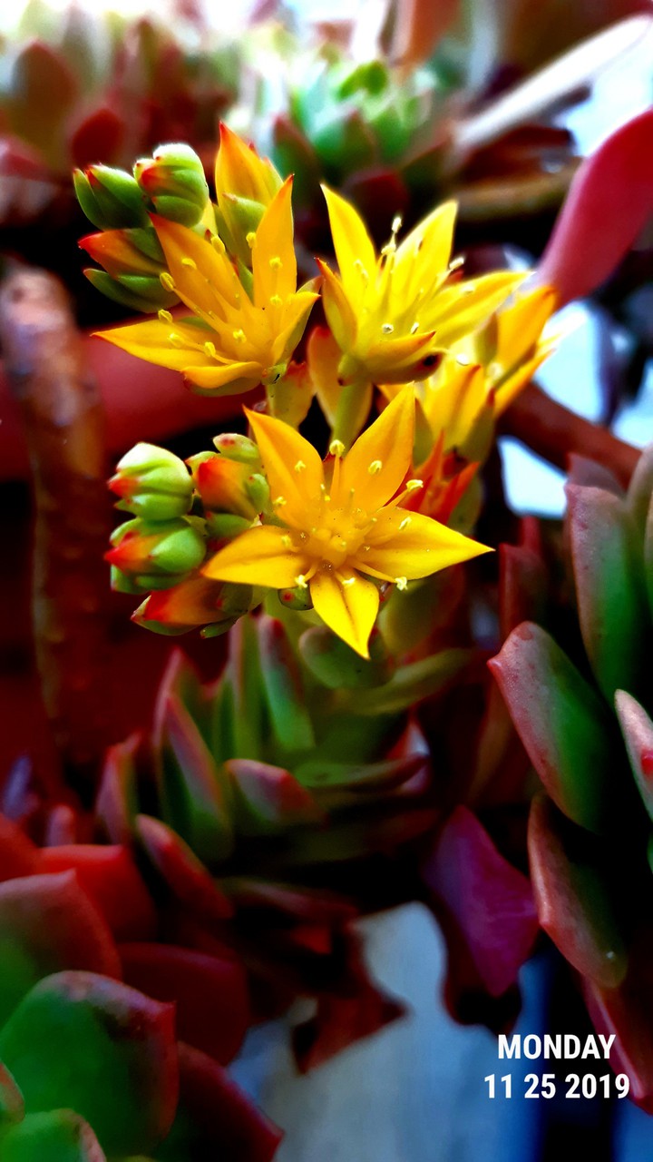Pasiflora