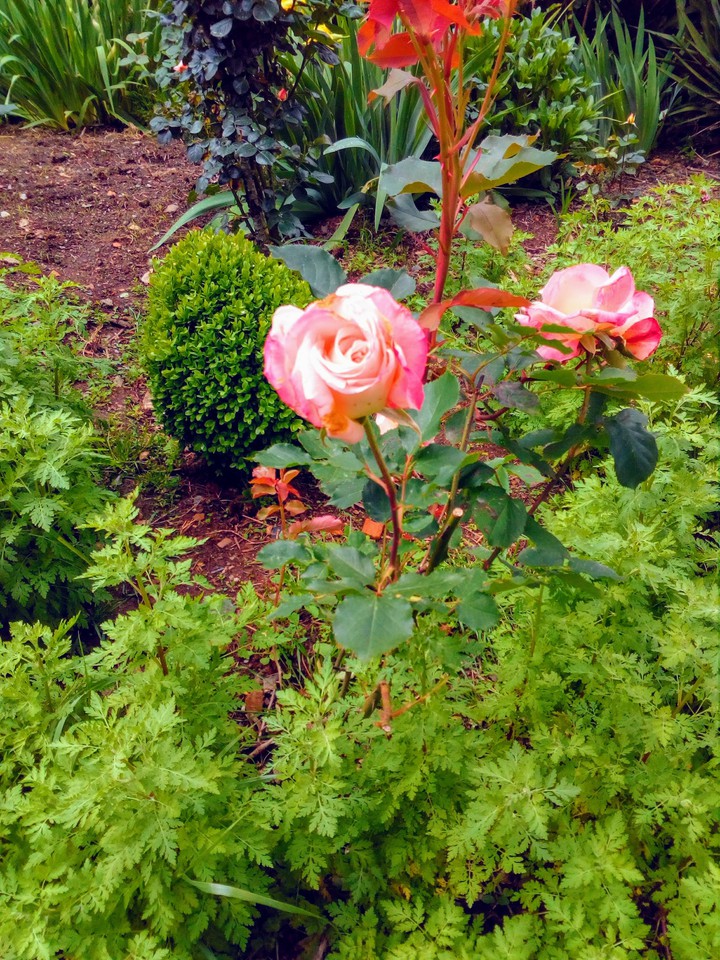 Rosas de mi jardín.