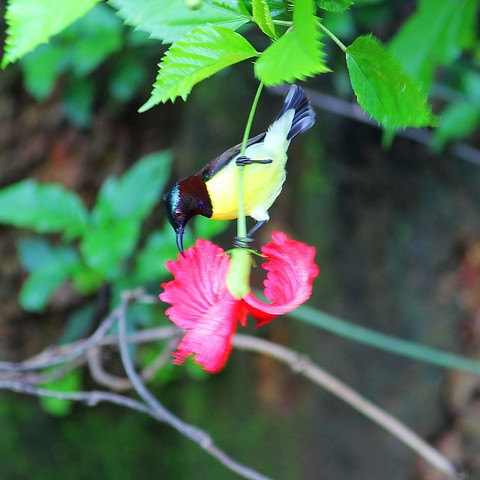 bird