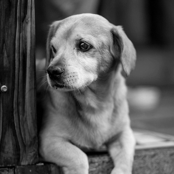 Dog