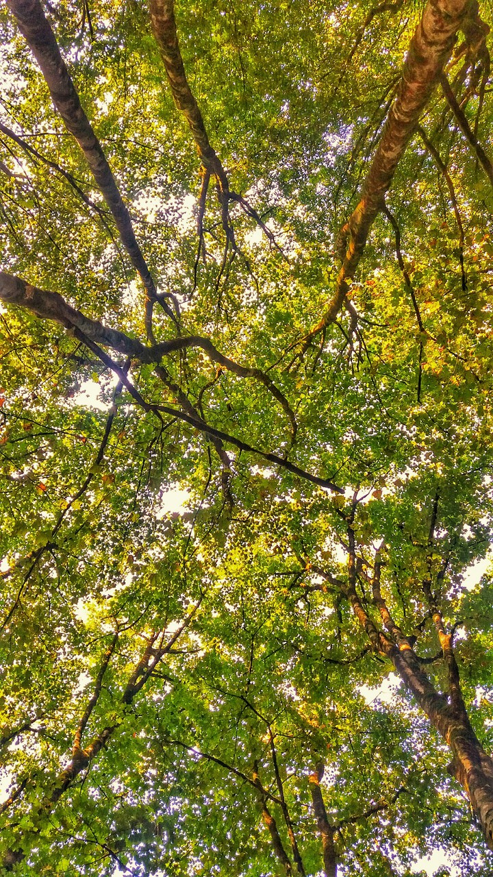 trees