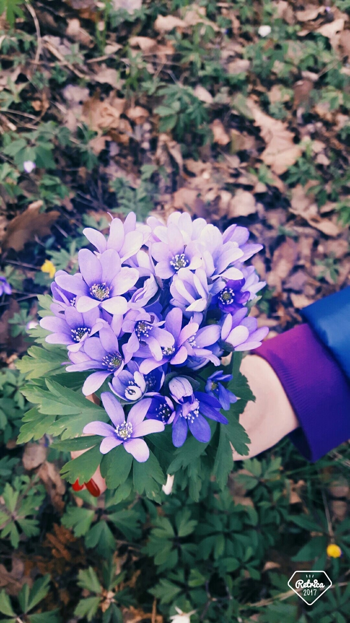 Flowers ❤