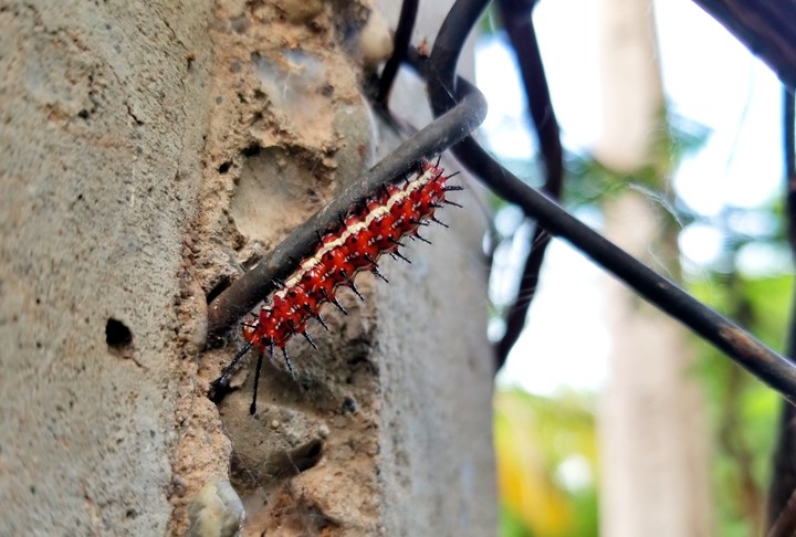 ORUGA EN EVOLUCIÓN, SAN LORENZO, GRO