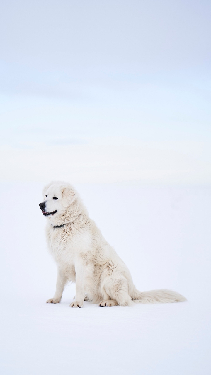 dog is best friend