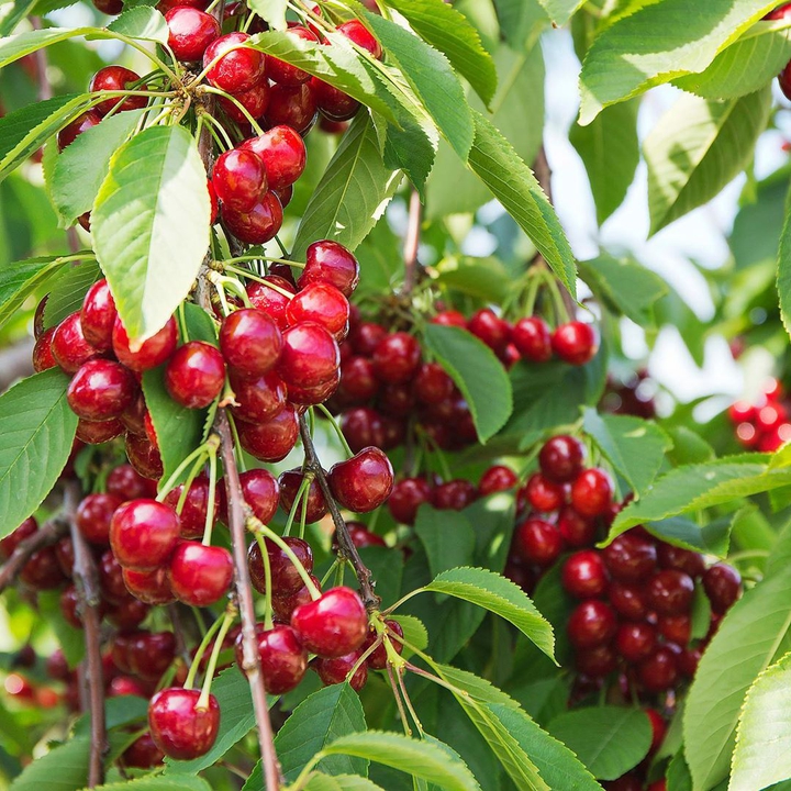 Cherry