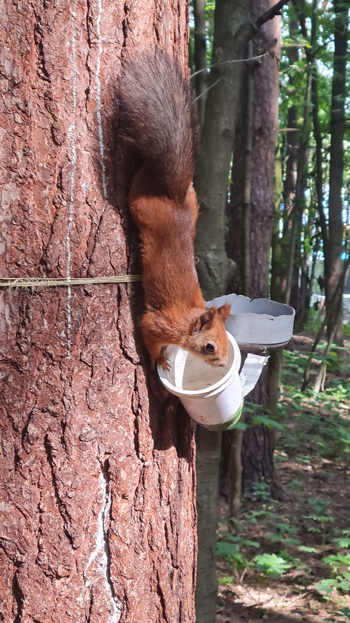 squirrel