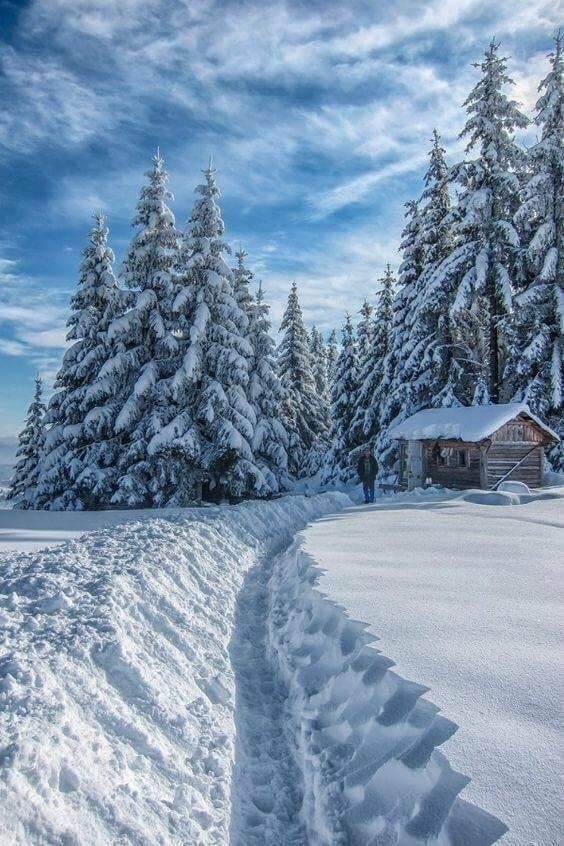 Winter Frost