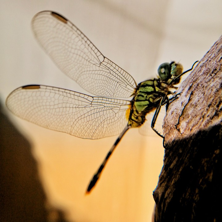 Dragonfly