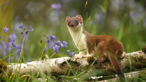 weasel, wildlife壁纸