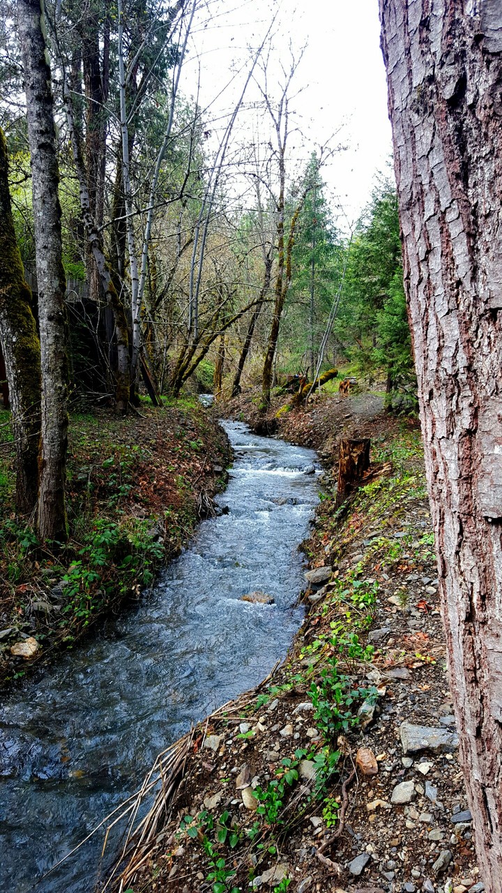 River in the Forest
