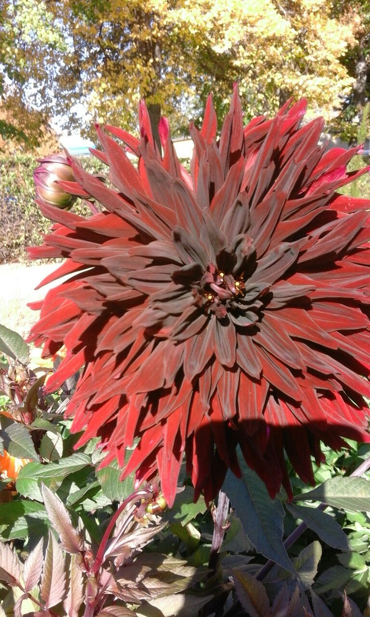 Dahlie