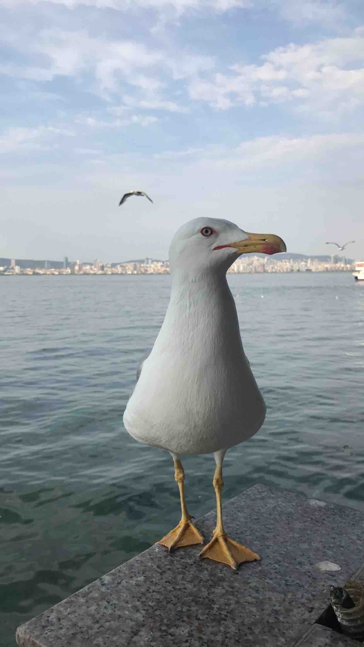 Seagull