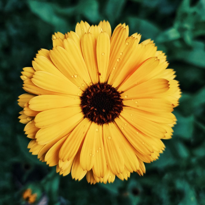 yellow.