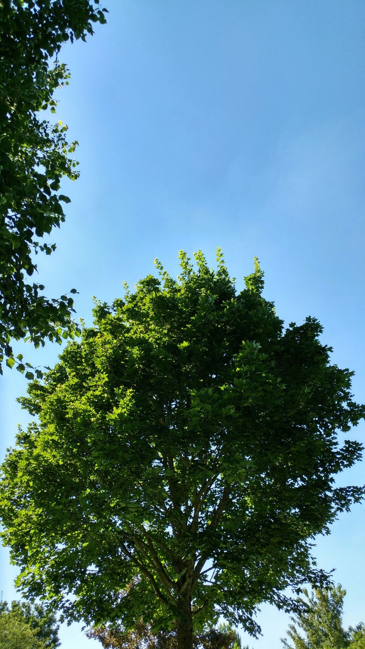 Sky Tree