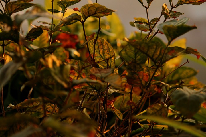 Autumn Days