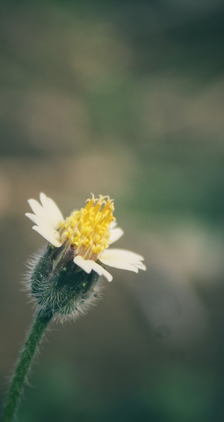 Tridax Daisy ~ Species of Flower