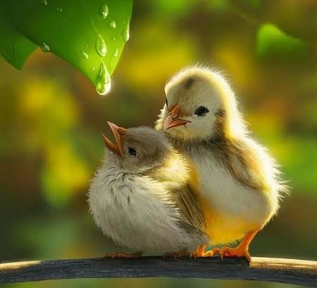 ❣️cute chicks ❣️