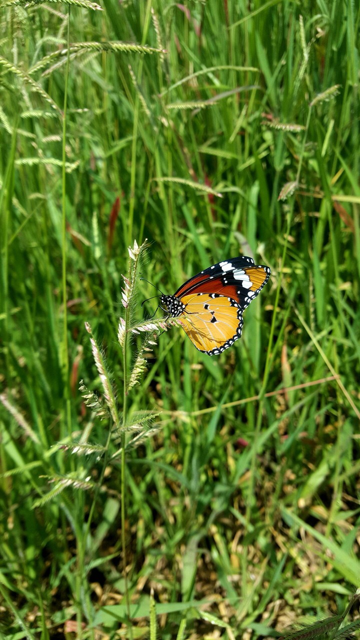 Butterfly