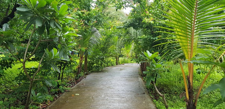 Nature - Green