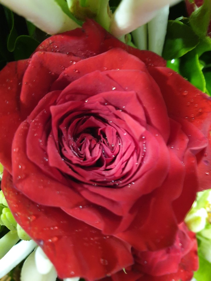 Red rose...