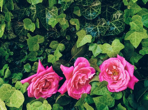 rose