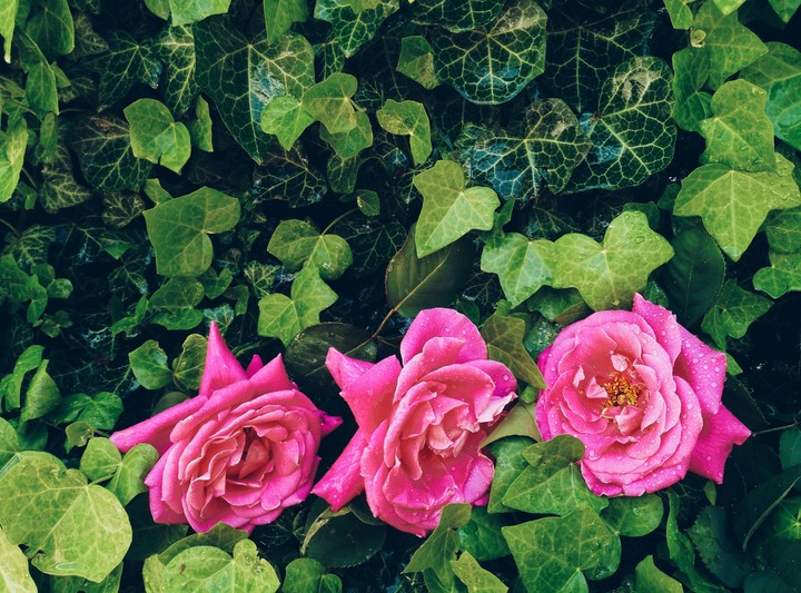 rose