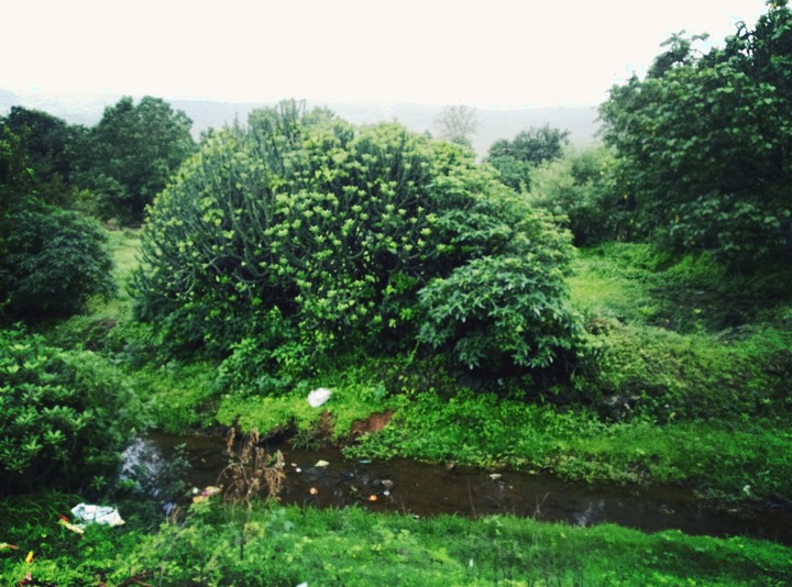 Nature Greenery