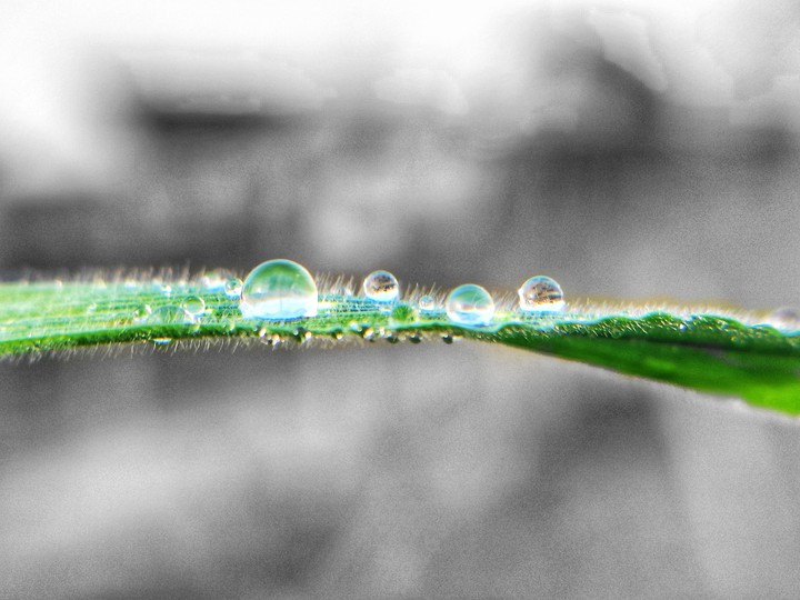 Plants dropp