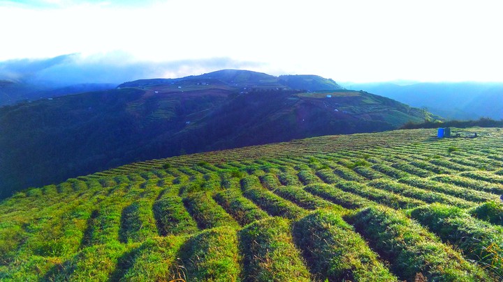 farm