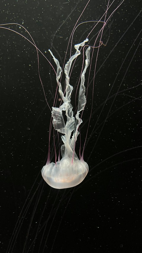 Science, cnidaria duvar kağıtları
