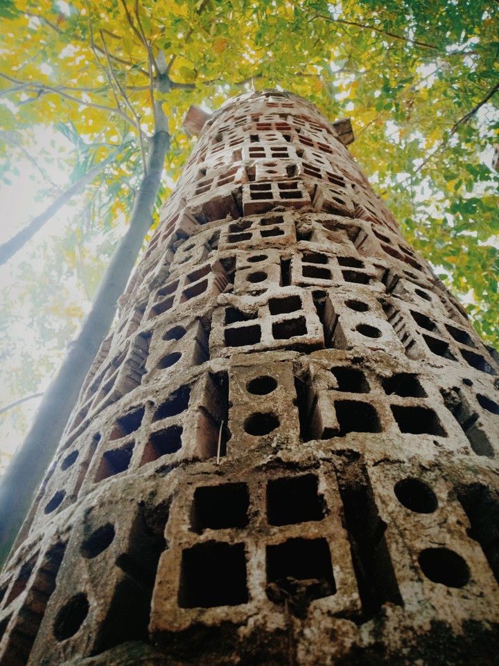 cổ