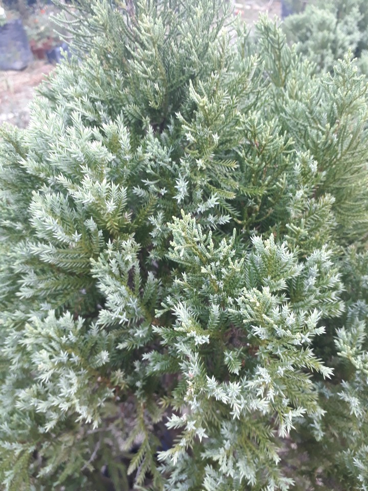 Pine