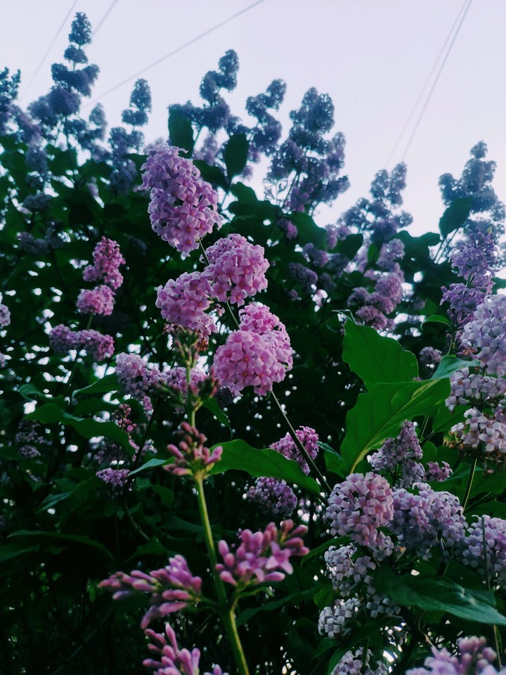 Lilac