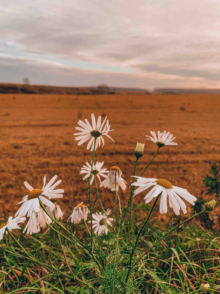 autumn flowers