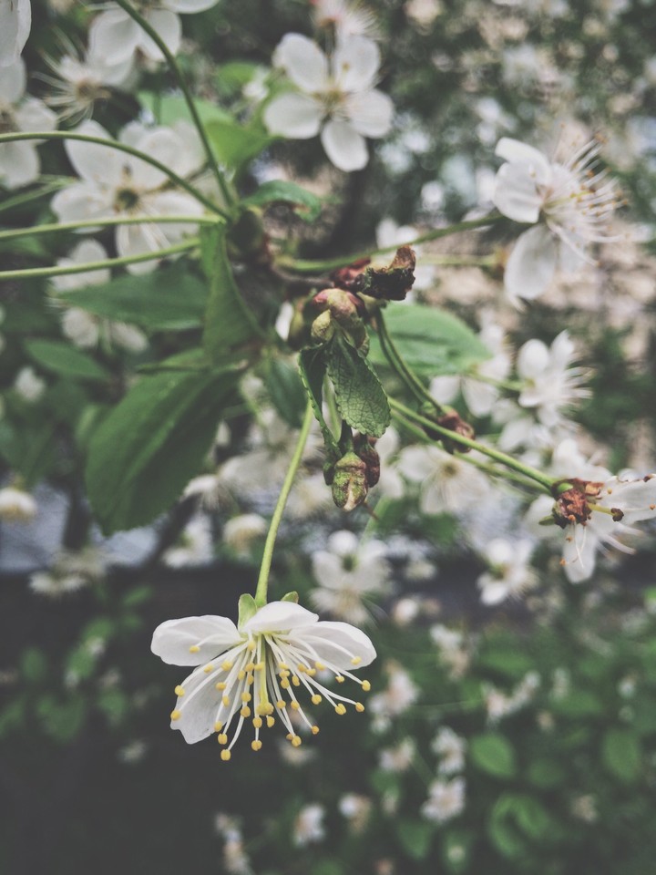 blossom