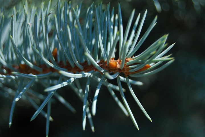 spruce