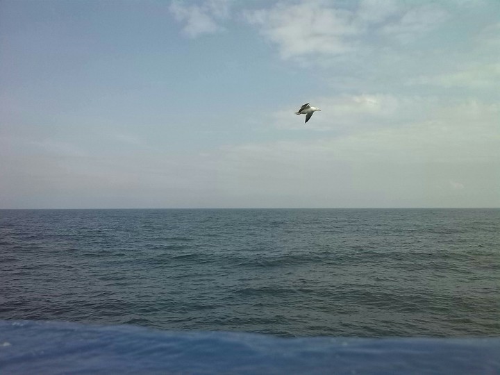 Möwe über der Nordsee