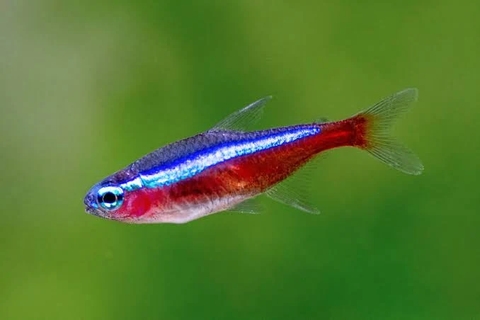 Fish, Marine_biology, Fish_Supply