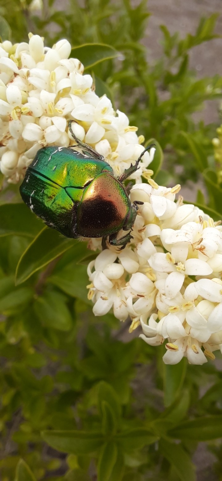 Chafer